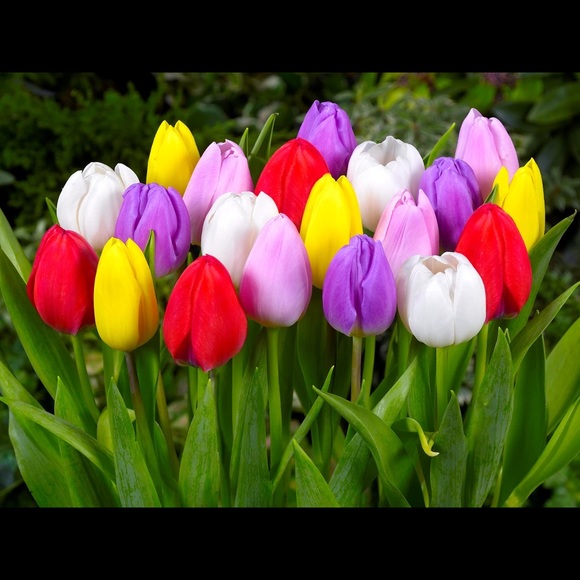 Meet your Posher, Tina - Picture 1 of 1